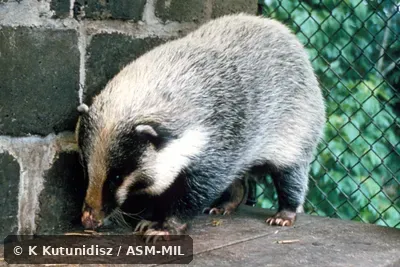 Oblique view. Identification to species based on external characteristics. Oblique view. Identification to species based on external characteristics.