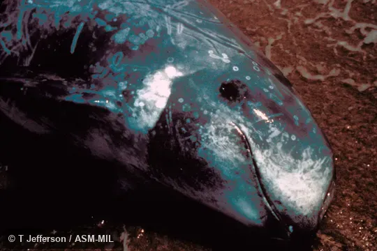 Close-up side view of head. Formerly in order Cetacea. Also as Grampus|Gray Dolphin|Gray Grampus|Risso's Grampus|White-headed Grampus. Close-up side view of head. Formerly in order Cetacea. Also as Grampus|Gray Dolphin|Gray Grampus|Risso's Grampus|White-headed Grampus.