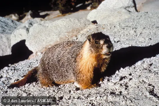 Oblique view Oblique view