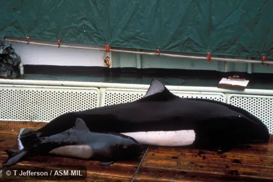 Side view of young and adult out of water. Formerly in order Cetacea. Also as Dall Porpoise|True Porpoise|True's Porpoise. Side view of young and adult out of water. Formerly in order Cetacea. Also as Dall Porpoise|True Porpoise|True's Porpoise.