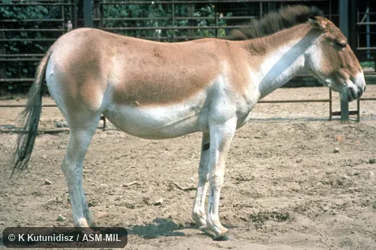 Side view, standing. Also as Tibetan Wild Ass. Side view, standing. Also as Tibetan Wild Ass.