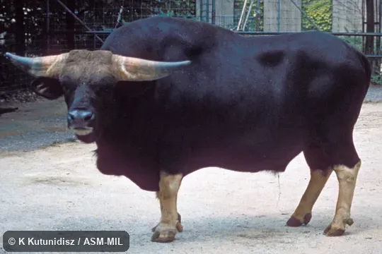 Oblique view of male standing. Also as Mithan|Domestic Gaur. Complicated hybrid with Gaur and both Indicine and Taurine Cattle. Oblique view of male standing. Also as Mithan|Domestic Gaur. Complicated hybrid with Gaur and both Indicine and Taurine Cattle.