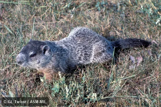Side view. Also as Groundhog. Side view. Also as Groundhog.