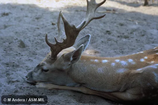 Close-up of head of adult male. Formerly Dama dama mesopotamica. Also as Persian Fallow Deer. Close-up of head of adult male. Formerly Dama dama mesopotamica. Also as Persian Fallow Deer.