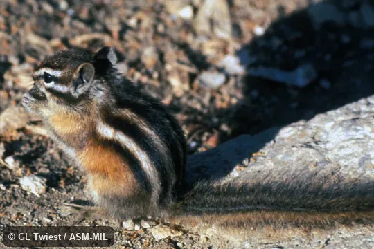 Side view. Formerly Tamias minimus. Side view. Formerly Tamias minimus.