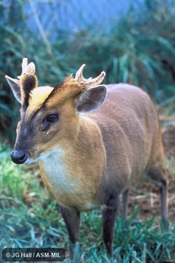 Oblique view of adult male, antlers visible Oblique view of adult male, antlers visible
