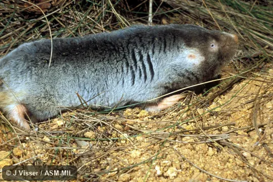 Posterolateral view. Also as Namaquan Dune Blesmol|Small Dune Mole-rat. Posterolateral view. Also as Namaquan Dune Blesmol|Small Dune Mole-rat.