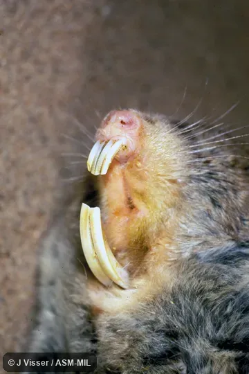 Close-up of head showing open mouth and incisors. Also as Cape Dune Blesmol|Large Cape Dune Mole-rat. Close-up of head showing open mouth and incisors. Also as Cape Dune Blesmol|Large Cape Dune Mole-rat.