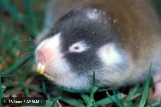 Close-up of head. Also as Cape Blesmol. Close-up of head. Also as Cape Blesmol.