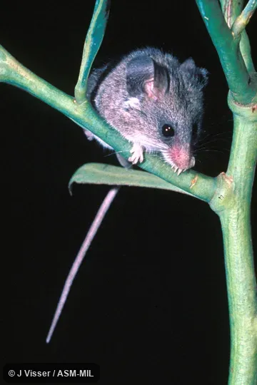 Front view of mouse sitting on branch. Formerly Dendromus melanotis. Front view of mouse sitting on branch. Formerly Dendromus melanotis.