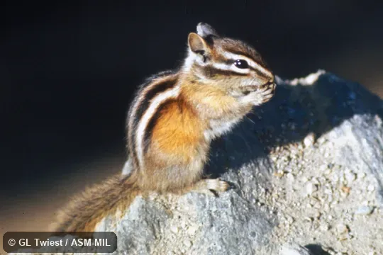 Side view. Formerly Tamias quadrivittatus. Side view. Formerly Tamias quadrivittatus.