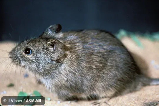 Side view. Formerly Myotomys unisulcatus. Side view. Formerly Myotomys unisulcatus.