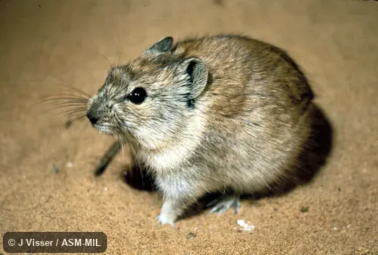 Oblique view. Formerly Parotomys littledalei. Oblique view. Formerly Parotomys littledalei.