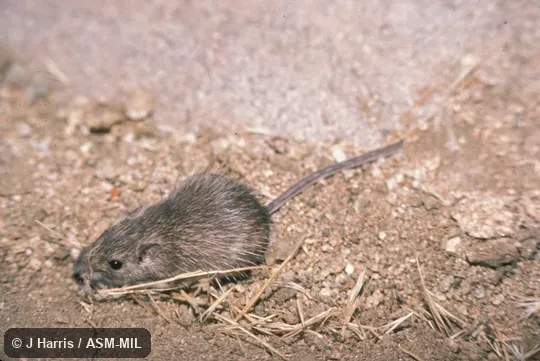 Oblique view from above Oblique view from above