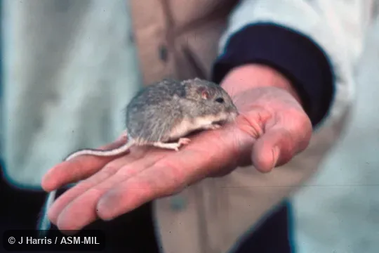 Chaetodipus fallax pallidus. Side view of hand-held mouse, showing feet, tail and head. Also as Short-eared Pocket Mouse. Chaetodipus fallax pallidus. Side view of hand-held mouse, showing feet, tail and head. Also as Short-eared Pocket Mouse.