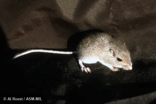 Chaetodipus penicillatus angustirostris. Oblique view. Also as Sonoran Desert Pocket Mouse. Chaetodipus penicillatus angustirostris. Oblique view. Also as Sonoran Desert Pocket Mouse.
