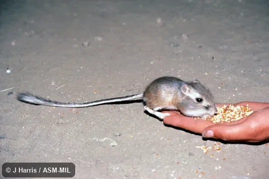Dipodomys nitratoides brevinasus, Short-nosed Kangaroo Rat. Oblique view of animal feeding on seeds from a person's hand. Also as San Joaquin Valley Kangaroo Rat. Dipodomys nitratoides brevinasus, Short-nosed Kangaroo Rat. Oblique view of animal feeding on seeds from a person's hand. Also as San Joaquin Valley Kangaroo Rat.