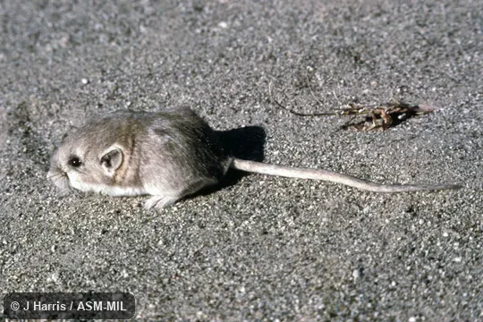 Dorsolateral view. Formerly Microdipodops megacephalus polionotus. Also as Dark Kangaroo Mouse. Dorsolateral view. Formerly Microdipodops megacephalus polionotus. Also as Dark Kangaroo Mouse.
