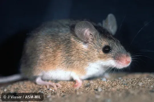 Oblique view. Also as Pygmy Mouse|South African Pygmy Mouse|Tiny Pygmy Mouse. Oblique view. Also as Pygmy Mouse|South African Pygmy Mouse|Tiny Pygmy Mouse.