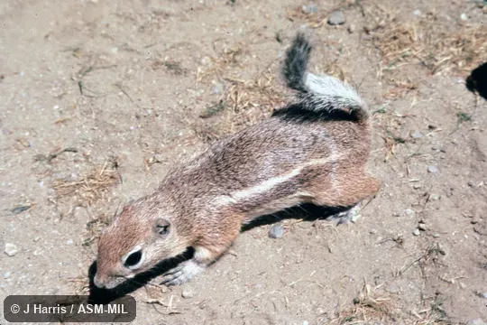 Dorsolateral view from front, showing underside of tail held over back Dorsolateral view from front, showing underside of tail held over back