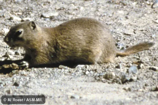 Side view. Formerly Spermophilus beldingi. Side view. Formerly Spermophilus beldingi.