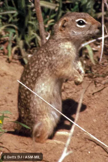 Side view, standing on hind legs, near Snake River. Formerly Spermophilus washingtoni. Side view, standing on hind legs, near Snake River. Formerly Spermophilus washingtoni.