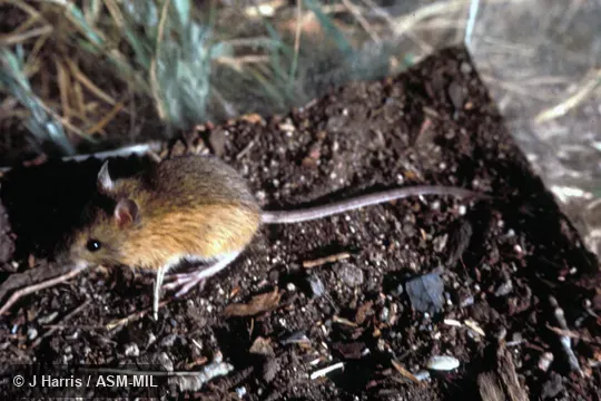 Dorsolateral view of caged mouse. Formerly in Dipodidae. Formerly Zapus princeps pacificus. Dorsolateral view of caged mouse. Formerly in Dipodidae. Formerly Zapus princeps pacificus.