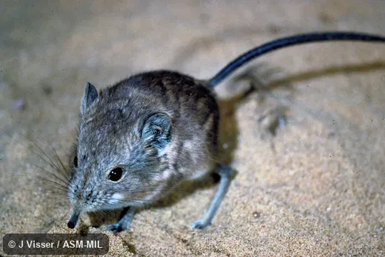 Oblique view, standing. Identified by Galen Rathbun. Also as Karoo Round-eared Elephant-shrew|Round-eared Sengi|Round-eared Elephant-shrew|Short-eared Sengi|Short-eared Elephant-shrew. Oblique view, standing. Identified by Galen Rathbun. Also as Karoo Round-eared Elephant-shrew|Round-eared Sengi|Round-eared Elephant-shrew|Short-eared Sengi|Short-eared Elephant-shrew.