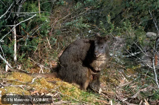 Oblique view of mother with large joey in pouch. Also as Red-bellied Pademelon|Rufous Wallaby|Tasmanian Pademelon. Oblique view of mother with large joey in pouch. Also as Red-bellied Pademelon|Rufous Wallaby|Tasmanian Pademelon.