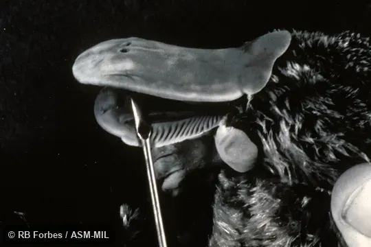 Dorsolateral view of head, showing grooves on inside of lower jaw (preserved specimen, black and white photograph). Also as Duck-billed Platypus. Dorsolateral view of head, showing grooves on inside of lower jaw (preserved specimen, black and white photograph). Also as Duck-billed Platypus.