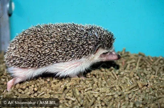 Side view, in captivity. Formerly Erinaceomorpha. Also as African Pygmy Hedgehog|Central African Hedgehog|White-bellied Hedgehog. Side view, in captivity. Formerly Erinaceomorpha. Also as African Pygmy Hedgehog|Central African Hedgehog|White-bellied Hedgehog.