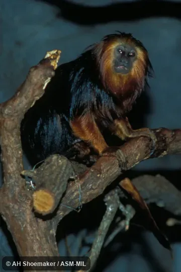 Side view of individual, showing dark back. Formerly Cebidae (Callitrichinae). Side view of individual, showing dark back. Formerly Cebidae (Callitrichinae).