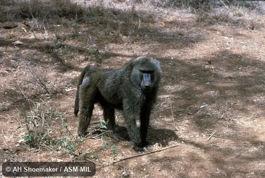 Oblique front view of male in quadrupedal stance. Also as Anubis Baboon. Oblique front view of male in quadrupedal stance. Also as Anubis Baboon.
