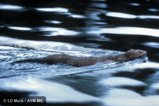 Dorsolateral view of individual swimming. Also as Mustela vison or Neovison vison. Dorsolateral view of individual swimming. Also as Mustela vison or Neovison vison.