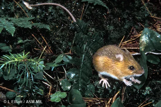 Oblique view. Formerly in Dipodidae. Oblique view. Formerly in Dipodidae.