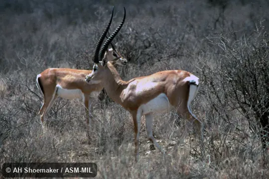 Side view of male and female. Formerly as Nanger granti brighti, Grant's Gazelle. Side view of male and female. Formerly as Nanger granti brighti, Grant's Gazelle.