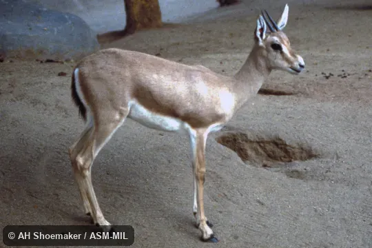 Side view, standing, female. Gazella leptoceros leptoceros. Side view, standing, female. Gazella leptoceros leptoceros.