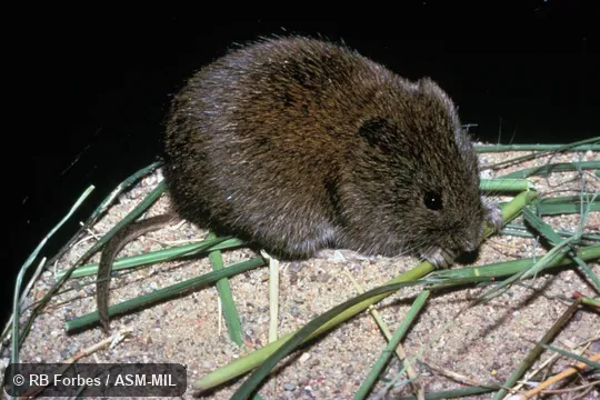 Lateral view of adult, Microtus longicaudus longicaudus. Lateral view of adult, Microtus longicaudus longicaudus.
