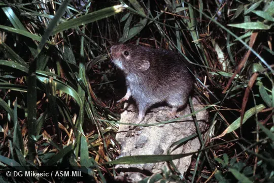 Side view, in simulated grassland environment Side view, in simulated grassland environment
