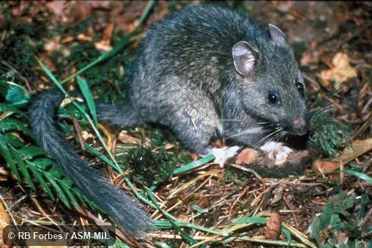 Side view, Neotoma cinerea fusca. Also as Packrat. Side view, Neotoma cinerea fusca. Also as Packrat.