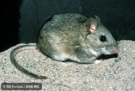 Side view, Neotoma mexicana scopulorum Side view, Neotoma mexicana scopulorum