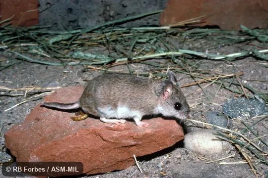 Side view. Also as Mearns's Grasshopper Mouse. Side view. Also as Mearns's Grasshopper Mouse.