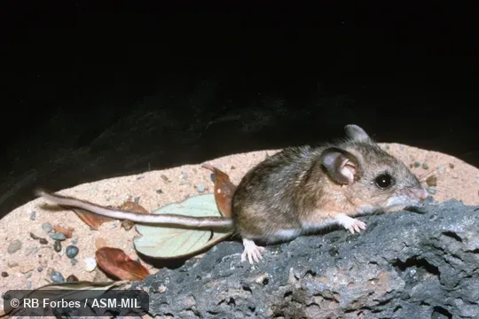 Side view, Peromyscus boylii rowleyi. Also as Brush Mouse. Side view, Peromyscus boylii rowleyi. Also as Brush Mouse.