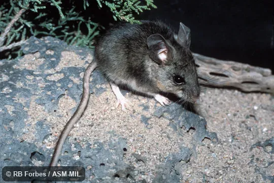 Dorsolateral view, Peromyscus nasutus griseus. Also as Northern Rock Mouse. Dorsolateral view, Peromyscus nasutus griseus. Also as Northern Rock Mouse.