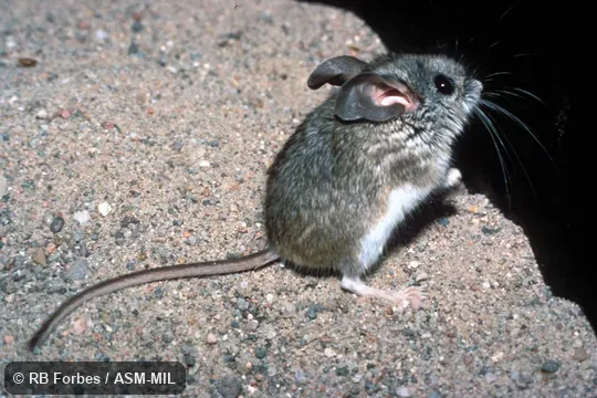 Lateral view, standing on hind legs. Peromyscus truei truei. Also as Pinyon Mouse. Lateral view, standing on hind legs. Peromyscus truei truei. Also as Pinyon Mouse.
