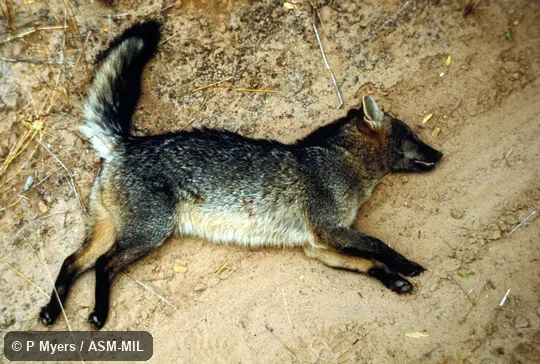 Side view of dead animal. Also as Savannah Fox. Side view of dead animal. Also as Savannah Fox.