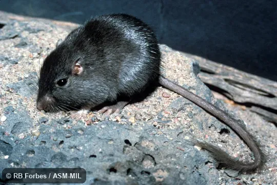 Chaetodipus intermedius ater (melanistic form), oblique front view, laboratory animal. Also as Intermediate Pocket Mouse. Chaetodipus intermedius ater (melanistic form), oblique front view, laboratory animal. Also as Intermediate Pocket Mouse.