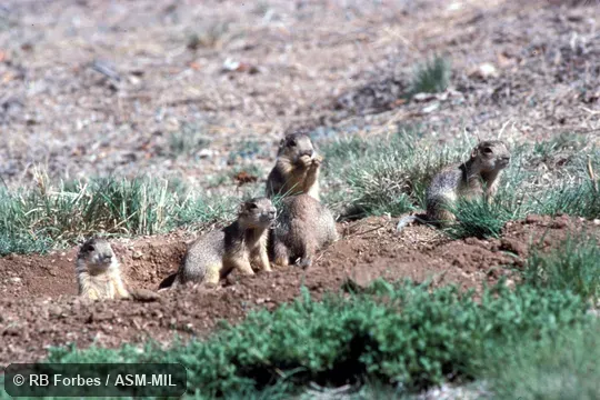 Family group at burrow entrance. Cynomys gunnisoni zuniensis Family group at burrow entrance. Cynomys gunnisoni zuniensis