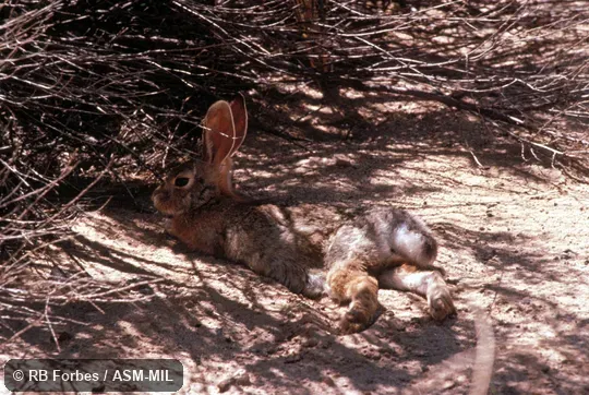 Sylvilagus audubonii cedrophilus. Lateral view of individual reclining on ground in shade of shrub. Also as Audubon's Cottontail. Sylvilagus audubonii cedrophilus. Lateral view of individual reclining on ground in shade of shrub. Also as Audubon's Cottontail.