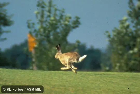 Posterolateral view of individual running in bounding mode, showing prominent white tail, fore and hind limbs crossed. Also as Prairie Hare. Posterolateral view of individual running in bounding mode, showing prominent white tail, fore and hind limbs crossed. Also as Prairie Hare.